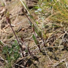 Caladenia actensis at suppressed - suppressed