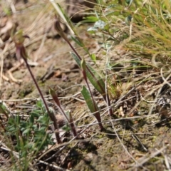 Caladenia actensis at suppressed - 3 Sep 2021