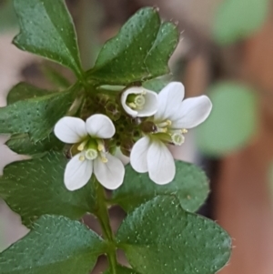 Capsella bursa-pastoris at Hawker, ACT - 3 Sep 2021