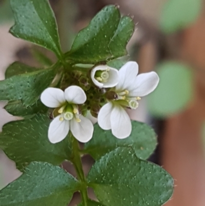 Capsella bursa-pastoris (Shepherd's Purse) at Hawker, ACT - 3 Sep 2021 by trevorpreston