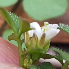 Capsella bursa-pastoris at Hawker, ACT - 3 Sep 2021