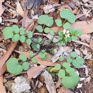 Capsella bursa-pastoris at Hawker, ACT - 3 Sep 2021