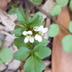 Capsella bursa-pastoris at Hawker, ACT - 3 Sep 2021