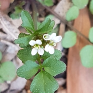 Capsella bursa-pastoris at Hawker, ACT - 3 Sep 2021