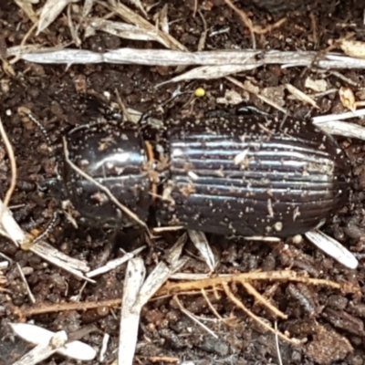 Aulacocyclus edentulus (Passalid beetle) at The Pinnacle - 3 Sep 2021 by trevorpreston