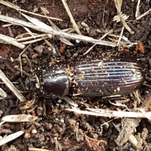 Aulacocyclus edentulus at Hawker, ACT - 3 Sep 2021 02:45 PM