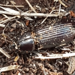 Aulacocyclus edentulus at Hawker, ACT - 3 Sep 2021 02:45 PM