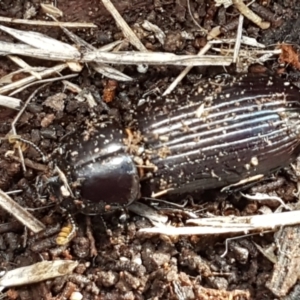 Aulacocyclus edentulus at Hawker, ACT - 3 Sep 2021 02:45 PM