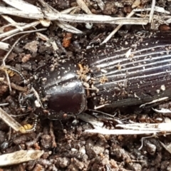 Aulacocyclus edentulus at Hawker, ACT - 3 Sep 2021 02:45 PM