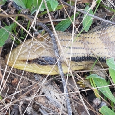 Tiliqua scincoides scincoides (Eastern Blue-tongue) at The Pinnacle - 3 Sep 2021 by tpreston