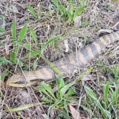 Tiliqua scincoides scincoides at Hawker, ACT - 3 Sep 2021