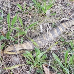 Tiliqua scincoides scincoides at Hawker, ACT - 3 Sep 2021