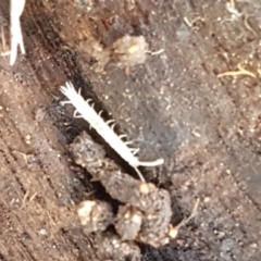 Symphyla (class) at Hawker, ACT - 3 Sep 2021 02:45 PM