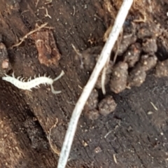 Symphyla (class) at Hawker, ACT - 3 Sep 2021 02:45 PM