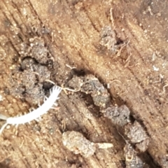 Symphyla (class) at Hawker, ACT - 3 Sep 2021 02:45 PM