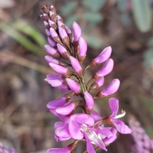 Indigofera australis subsp. australis at Hawker, ACT - 3 Sep 2021 02:48 PM