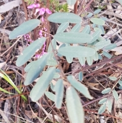 Indigofera australis subsp. australis at Hawker, ACT - 3 Sep 2021