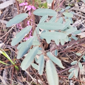 Indigofera australis subsp. australis at Hawker, ACT - 3 Sep 2021