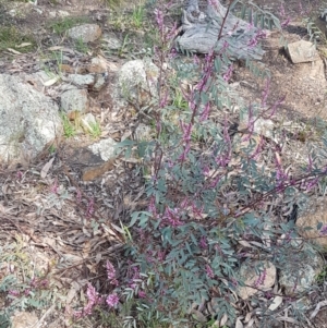 Indigofera australis subsp. australis at Hawker, ACT - 3 Sep 2021
