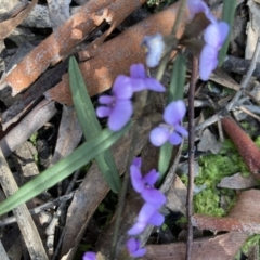 Hovea heterophylla (Common Hovea) at Gungaderra Grasslands - 2 Sep 2021 by Jenny54