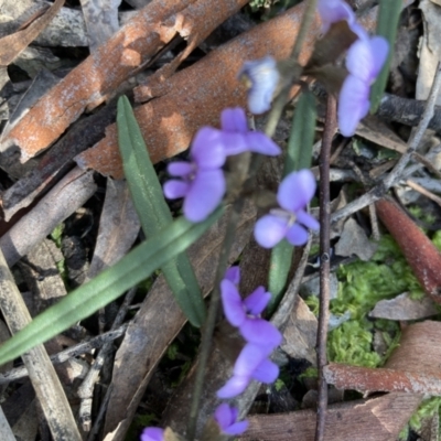 Hovea heterophylla (Common Hovea) at Crace, ACT - 2 Sep 2021 by Jenny54