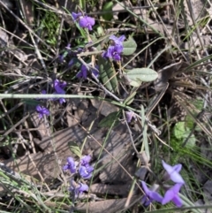 Hovea heterophylla (Common Hovea) at Holt, ACT - 2 Sep 2021 by Jenny54