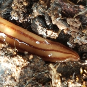 Anzoplana trilineata at Hawker, ACT - 3 Sep 2021 02:44 PM