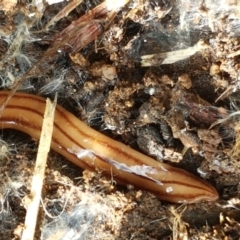 Anzoplana trilineata at Hawker, ACT - 3 Sep 2021 02:44 PM