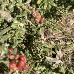 Grevillea alpina at Holt, ACT - 3 Sep 2021