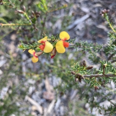 Dillwynia phylicoides (A Parrot-pea) at Point 4152 - 3 Sep 2021 by Jenny54