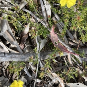 Hibbertia calycina at Holt, ACT - 3 Sep 2021