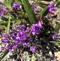 Hardenbergia violacea (False Sarsaparilla) at Bruce, ACT - 2 Sep 2021 by goyenjudy