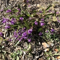 Hardenbergia violacea at Bruce, ACT - 2 Sep 2021