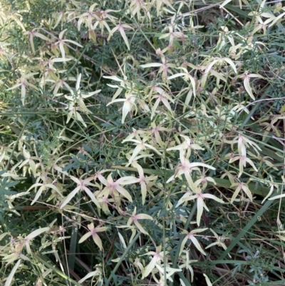 Clematis leptophylla (Small-leaf Clematis, Old Man's Beard) at Aranda Bushland - 3 Sep 2021 by Jenny54