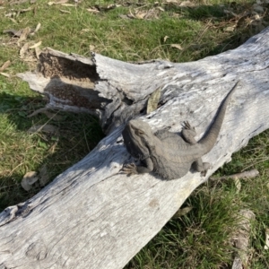 Pogona barbata at Holt, ACT - 3 Sep 2021