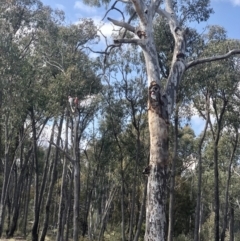 Eolophus roseicapilla (Galah) at Gossan Hill - 3 Sep 2021 by goyenjudy