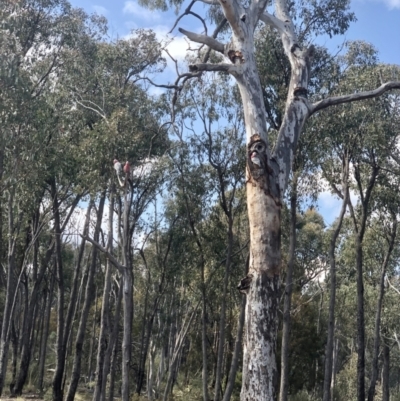 Eolophus roseicapilla (Galah) at Bruce Ridge to Gossan Hill - 3 Sep 2021 by goyenjudy