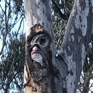 Eolophus roseicapilla at Bruce, ACT - 3 Sep 2021 10:11 AM