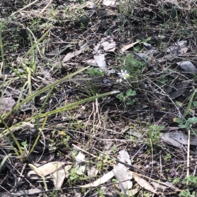 Wurmbea dioica subsp. dioica (Early Nancy) at Bruce Ridge to Gossan Hill - 2 Sep 2021 by goyenjudy