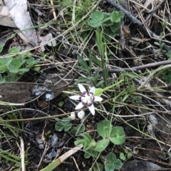 Wurmbea dioica subsp. dioica at Bruce, ACT - 3 Sep 2021