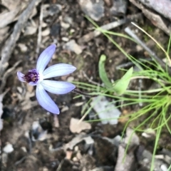 Cyanicula caerulea (Blue Fingers, Blue Fairies) at Bruce Ridge to Gossan Hill - 3 Sep 2021 by goyenjudy