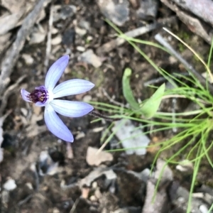 Cyanicula caerulea at Bruce, ACT - suppressed