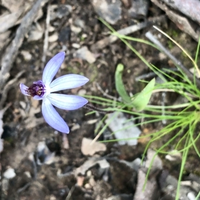 Cyanicula caerulea (Blue Fingers, Blue Fairies) at Bruce, ACT - 3 Sep 2021 by goyenjudy