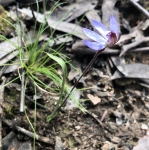 Cyanicula caerulea at Bruce, ACT - 3 Sep 2021