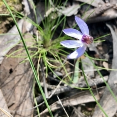 Cyanicula caerulea at Bruce, ACT - suppressed