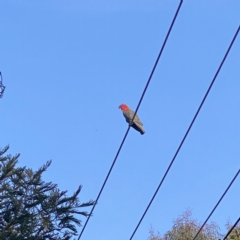 Callocephalon fimbriatum (Gang-gang Cockatoo) at Stirling, ACT - 31 Aug 2021 by dhaagun