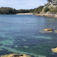 Arctocephalus forsteri (New Zealand Fur Seal) at Manly, NSW - 30 Aug 2021 by mssandeep