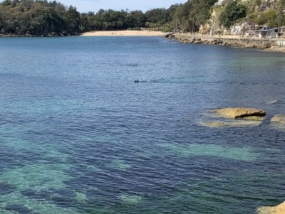 Arctocephalus forsteri (New Zealand Fur Seal) at Manly, NSW - 30 Aug 2021 by mssandeep