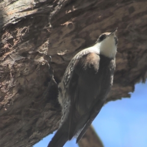 Cormobates leucophaea at Gundaroo, NSW - 3 Sep 2021