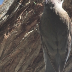 Cormobates leucophaea at Gundaroo, NSW - 3 Sep 2021